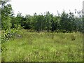 Young wood, Hill of Birches in G76 8SW