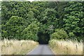 Beech Tree Walk entering woods in SO20 8BA