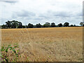 Harvested field south of Little Chelmshoe House in CO9 2RN