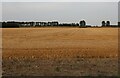 Field by Sutton Road, Leverington in PE13 5DX