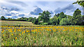 Tibberton sunflowers in GL2 8EB
