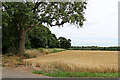 Barley field and bridleway at Kingswood in Staffordshire in WV7 3AU