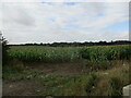 Maize crop near Stretton under Fosse in CV23 0PX
