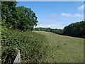 Field, above Spring Close Coppice in DT7 3RR