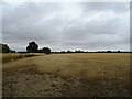Stubble field near Cat and Kitten Cottage in CM1 3QT