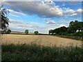 Crop Field near Bilsthorpe in NG22 8TP
