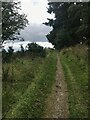 Track in Tarlogie Wood in IV19 1HG