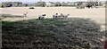 Sheep in field on north side of Burrill Road in DL8 1RE