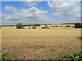 Stubble field off Rayne Road in CM77 6BT