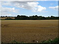 Stubble field off Oak Road in Rivenhall