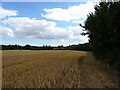 Stubble field beside Oak Road in CM8 3HE