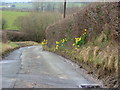 Daffodils on the lane to Graig farm in LD1 5UE