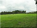 Cows in a field outside Clitheroe in BB7 1QY