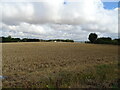 Stubble field near Orsett Fruit Farm in RM16 3BH