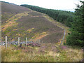 Forest on Cardon Law in EH45 8PN