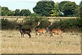 Three fallow deer stags in CM6 2QE