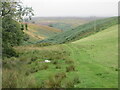 Bracken hillside in DD8 3SX