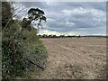 Ploughed field near Burnter's Covert in IP12 2DU