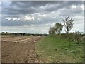 Hedgerow and field margin near Burnter's Covert in IP12 2DU