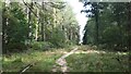 Track into Dymer's Wood in SO16 8AP