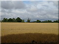 Stubble field, Shipmans in Havering's Grove
