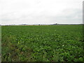 Sugar beet field near Pudding Norton in Pudding Norton
