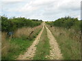 Farm track to Westwood Belts in Flitcham with Appleton
