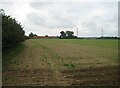 Autumn sown crop near Pattesley in NR21 7HS