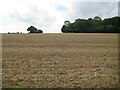 Stubble field and a corner of Raby's Wood in NR21 7HR