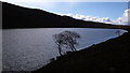 Birch, Loch Bealach Culaidh in IV23 2PG