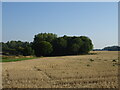 Stubble field towards woodland, High Ongar Bridge in CM5 9LZ