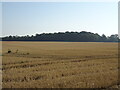 Stubble field, High Ongar Bridge in CM5 9LZ