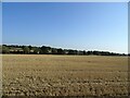 Stubble field, High Ongar in CM5 9NN