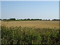 Stubble field off the A414 in CM4 0LS