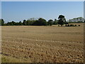 Stubble field off Wyse's Road in CM1 3SR
