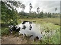 Black Lake, Delamere Forest in CW6 0TF