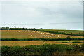 Sheep Grazing near Victoria Inn in DT3 4EA