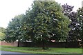 Tree by Farnborough Road, Aldershot in GU11 1WT