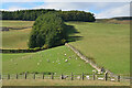 Sheep near Hollybush in TD1 3PU
