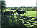 Horses, Town Farm, Church Road, Stannington in Stannington