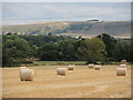The Westbury horse above the straw bales in BA14 0TA