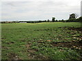 Grass field near Hallaton in LE16 8UP