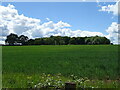 Cereal crop towards woodland in RG27 0DJ