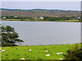 Sheep Grazing near Loch Eyre in IV51 9XE