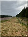 Fenceline in Admiral's Forest in IV19 1LH