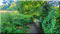 Unnamed stream, Smallridge in EX13 7LW