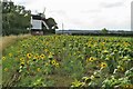 Sunflowers and windmill at Cromer in SG9 9QB