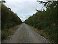 Forestry road, Boblainy Forest in IV4 7HS