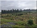 A mix of mature forest, established new forest and new plantings in PH31 4AR
