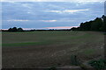 Field west of Felix Hall in Kelvedon